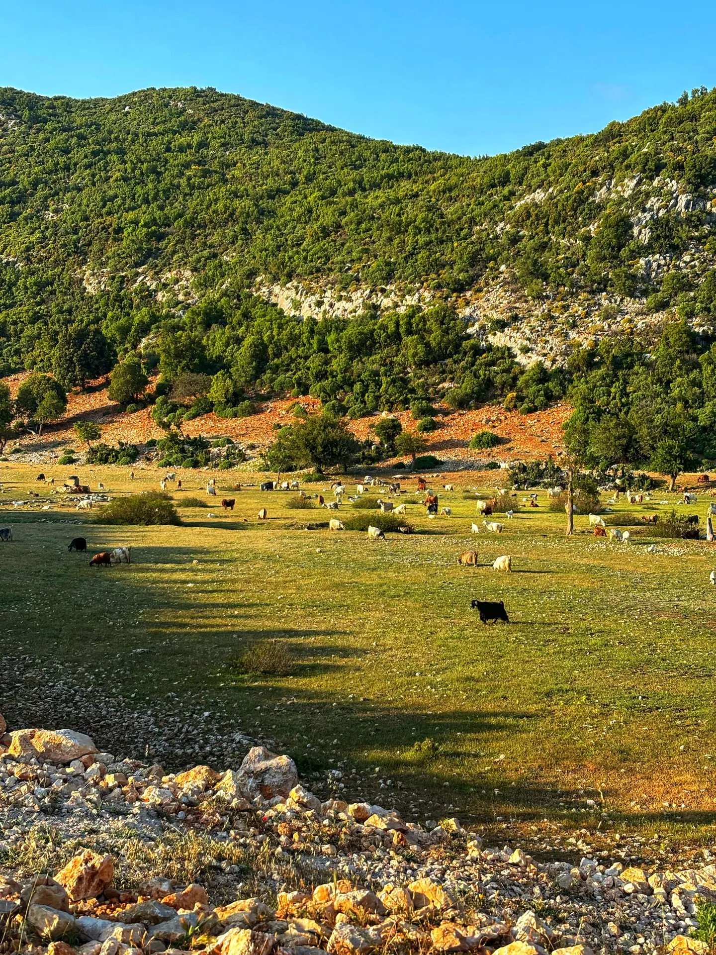 Bezirgan Köyü yaylası ve dağ manzarası