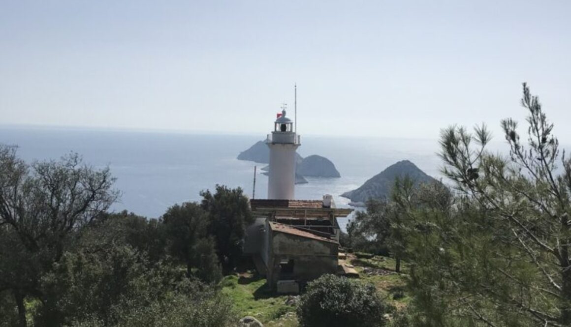 Büyük gelidonya-1