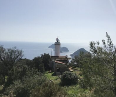 Büyük gelidonya-1